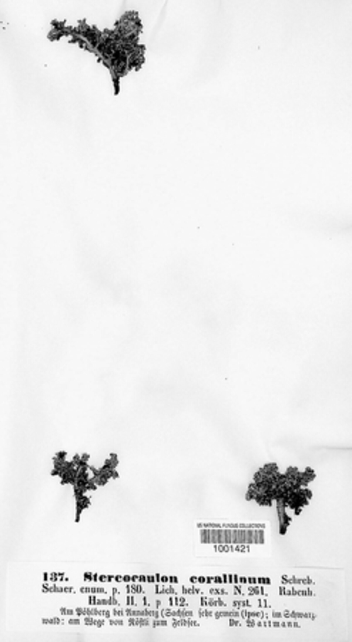 Pertusaria corallina image
